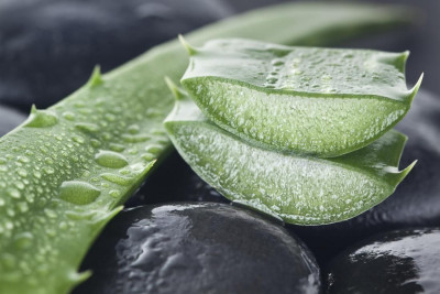 Bisakah Gel Lidah Buaya Mengatasi Psoriasis?